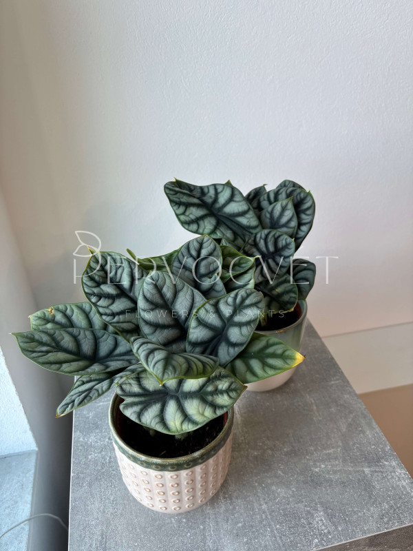 Алоказия Сильвер Драгон 20 см