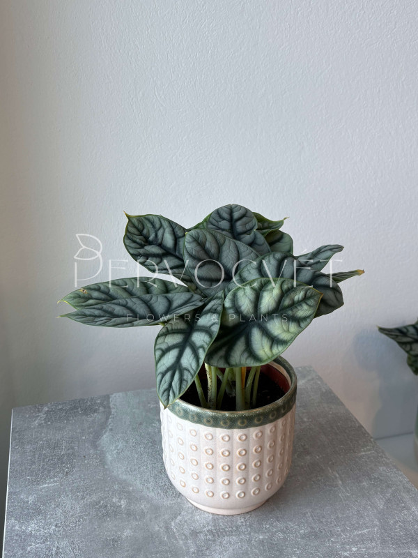 Алоказия Сильвер Драгон 20 см