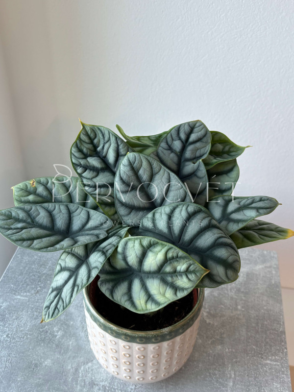 Алоказия Сильвер Драгон 20 см