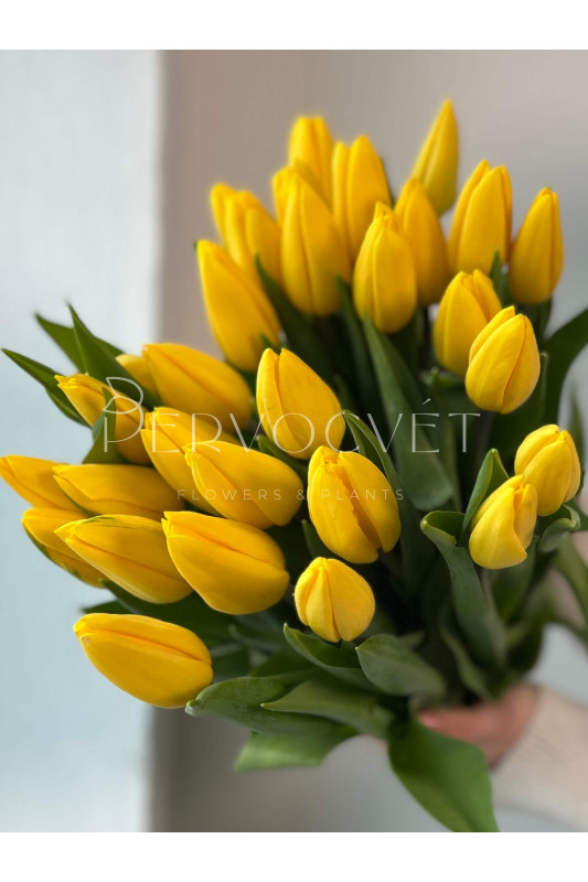 Тюльпан Желтый
