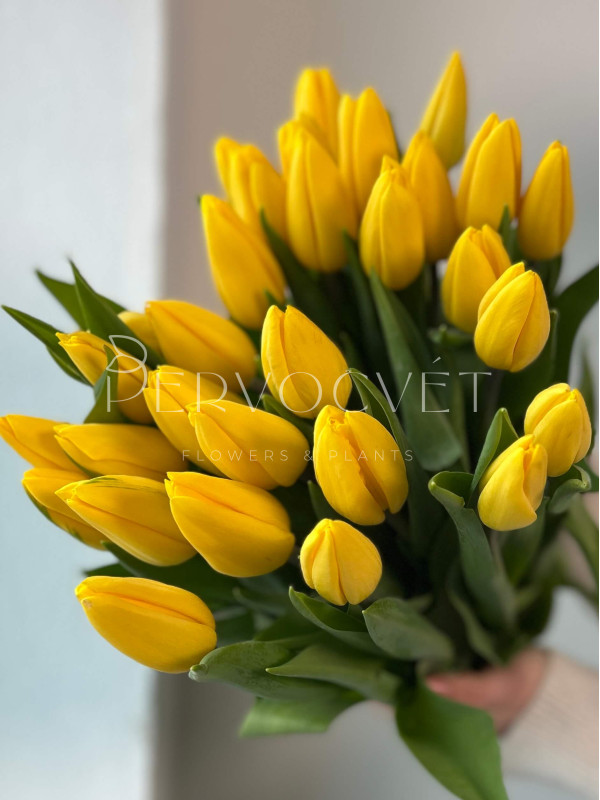 Тюльпан Желтый