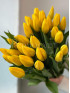 Тюльпан Желтый