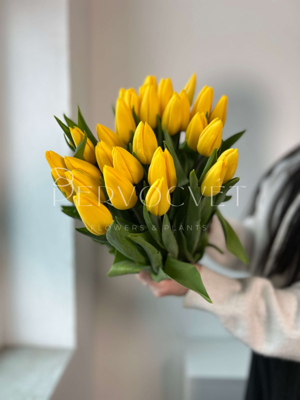 Тюльпан Желтый