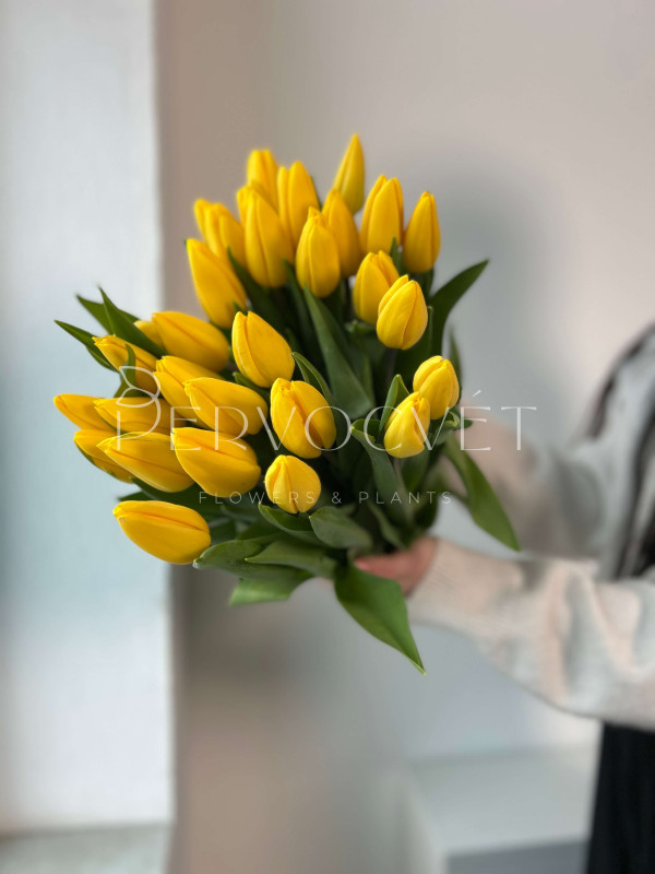 Тюльпан Желтый