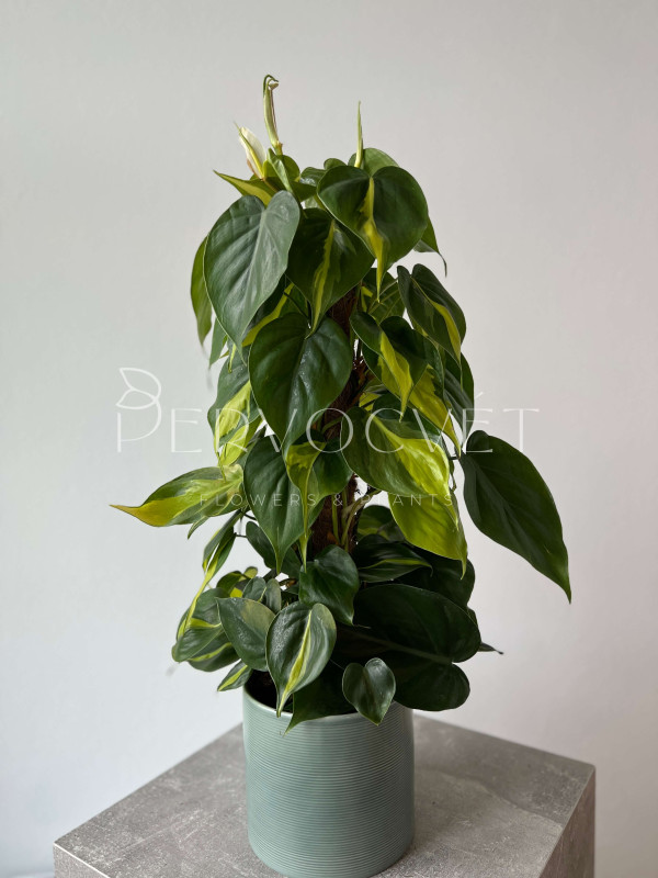 Филодендрон Скандес Бразил на опоре 60 см