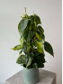 Филодендрон Скандес Бразил на опоре 60 см