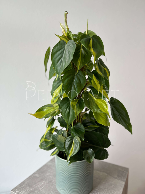 Филодендрон Скандес Бразил на опоре 60 см