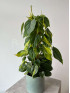 Филодендрон Скандес Бразил на опоре 60 см