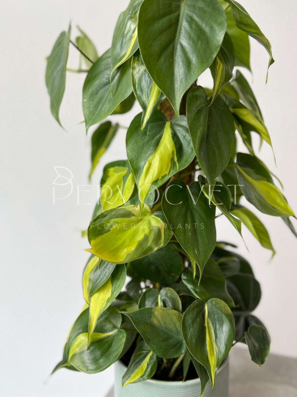 Филодендрон Скандес Бразил на опоре 60 см