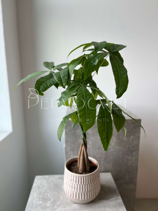 Пахира Акватика 60 см