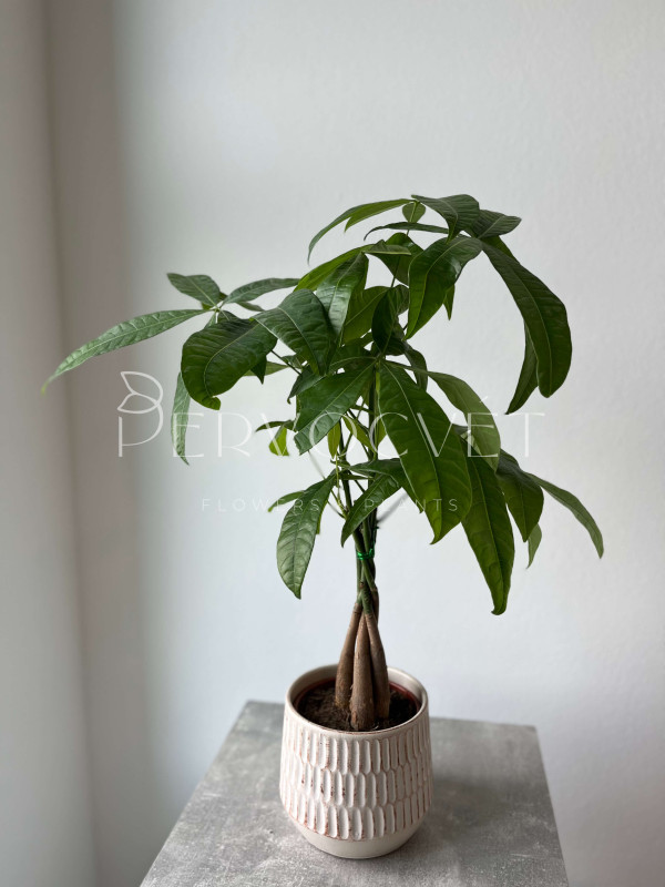 Пахира Акватика 60 см