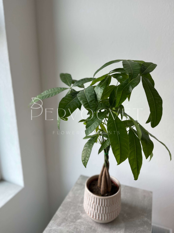 Пахира Акватика 60 см