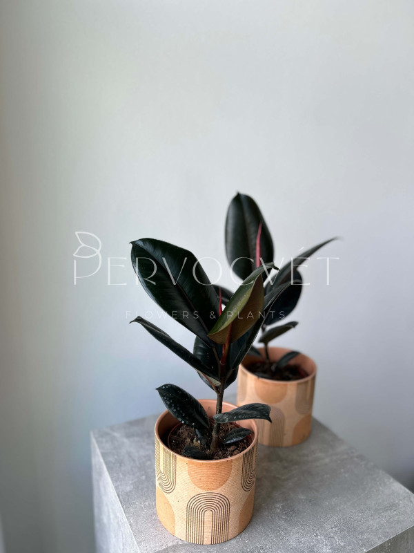 Фикус Эластика Абиджан 40 см