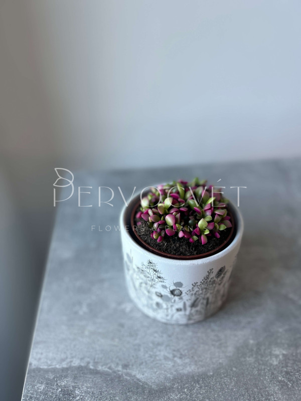 Анакампсерос Санрайз 10 см