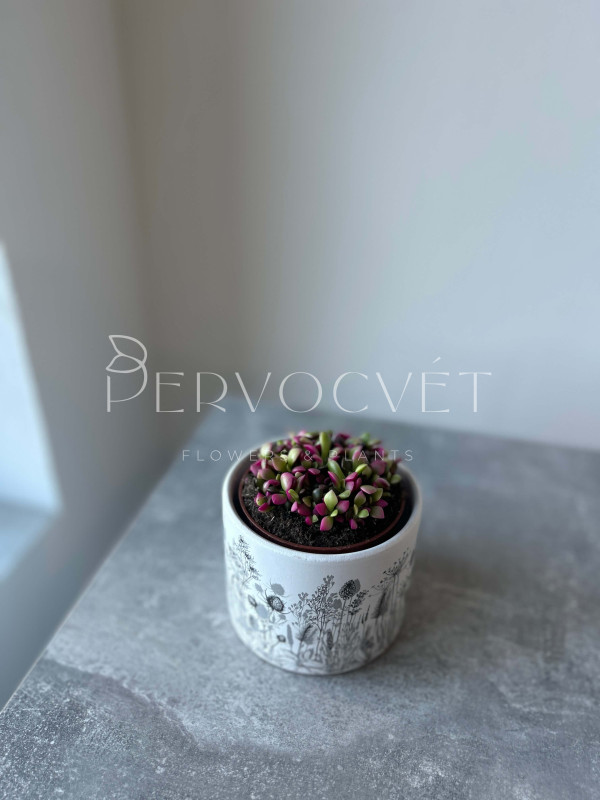 Анакампсерос Санрайз 10 см