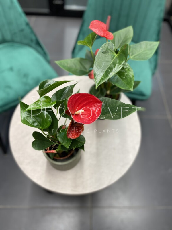 Антуриум Андре Красный 20 см