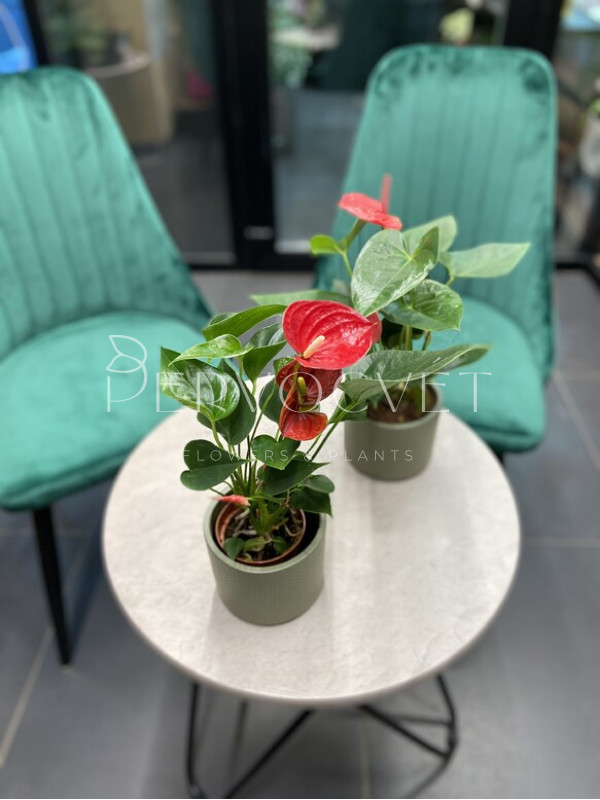 Антуриум Андре Красный 20 см