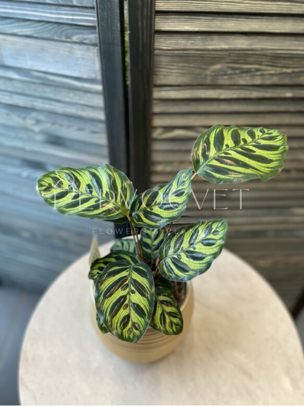 Калатея Макоя 30 см