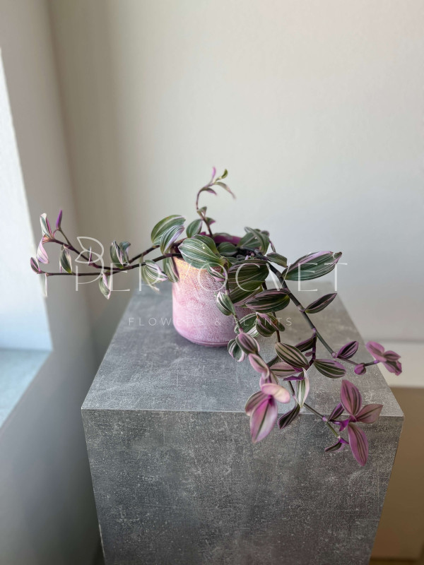 Традесканция Нанук 20 см