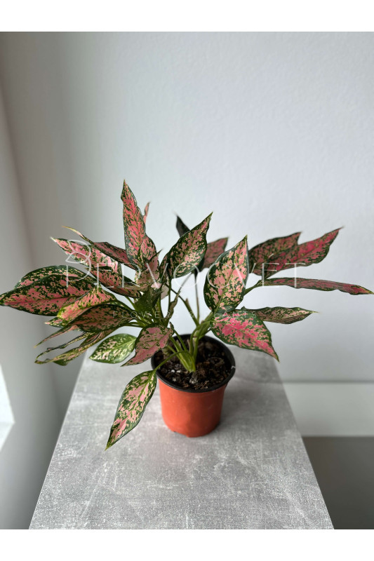 Аглаонема Эвергрин 40 см