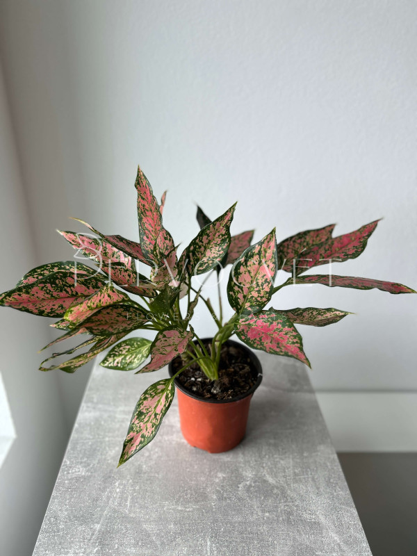 Аглаонема Эвергрин 40 см