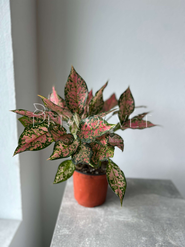 Аглаонема Эвергрин 40 см