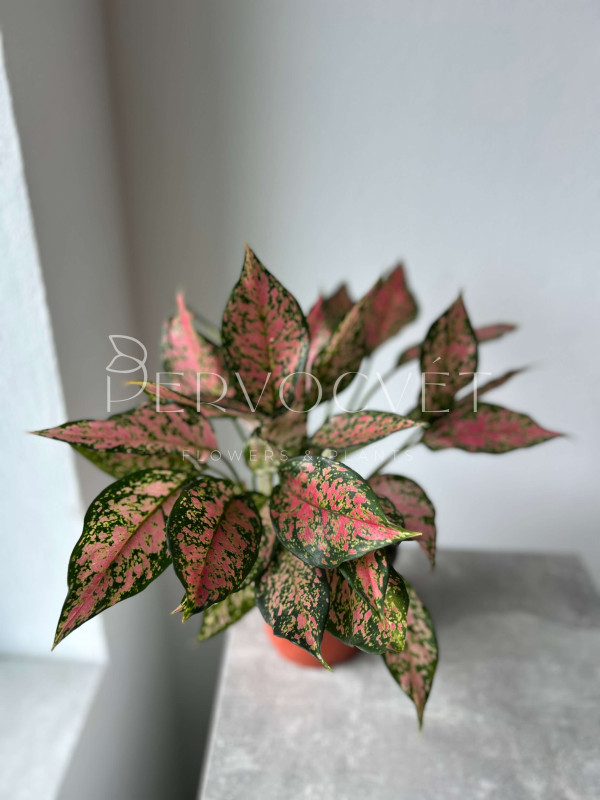 Аглаонема Эвергрин 40 см