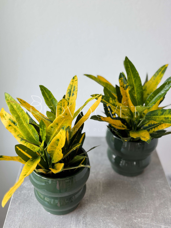 Кодиеум Кротон Санни Стар 30 см