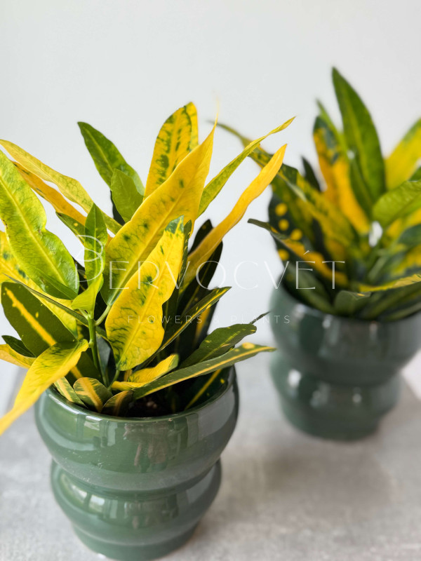 Кодиеум Кротон Санни Стар 30 см