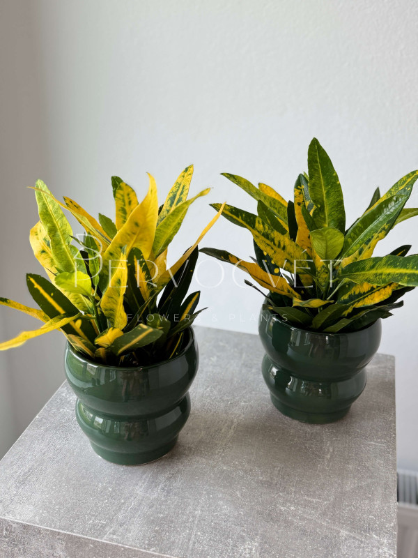 Кодиеум Кротон Санни Стар 30 см