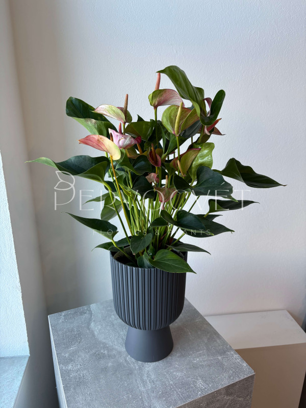 Антуриум Ливиум 55 см