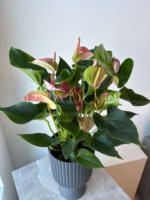 Антуриум Ливиум 55 см