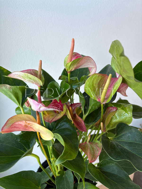 Антуриум Ливиум 55 см