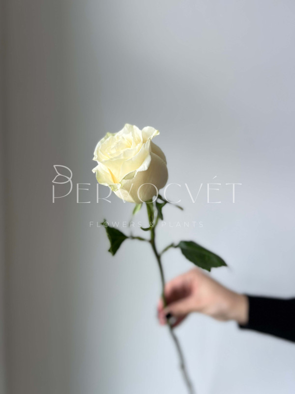 Роза белая ЭКВАДОР