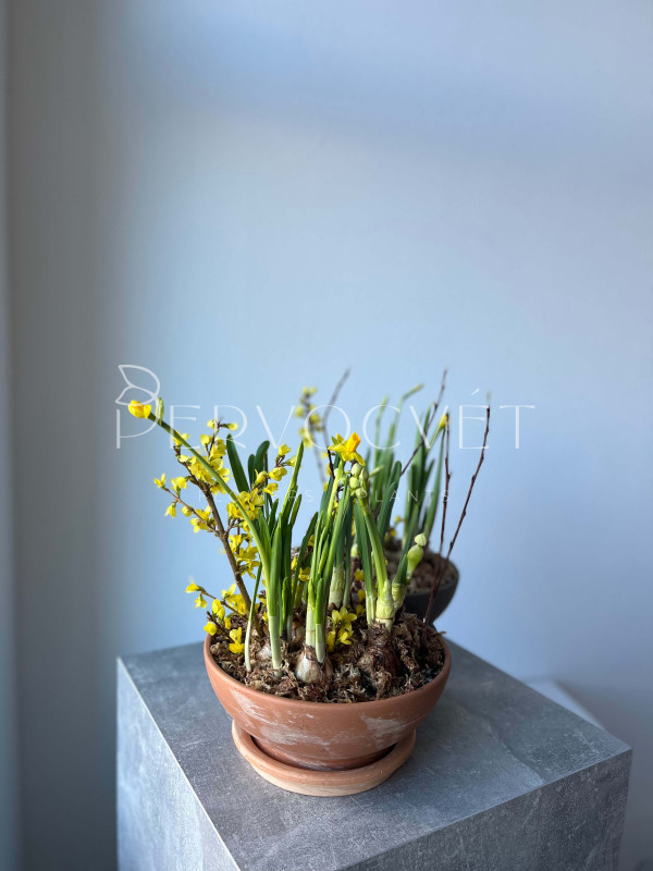 Боул нарциссов #4 в глиняной чаше