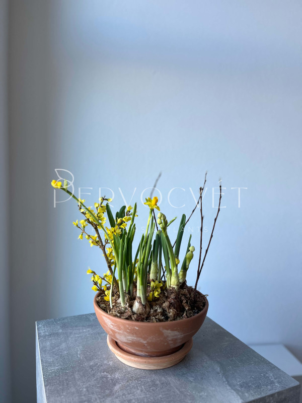 Боул нарциссов #4 в глиняной чаше