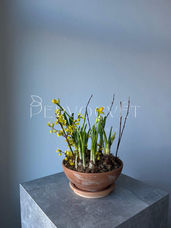 Боул нарциссов #4 в глиняной чаше