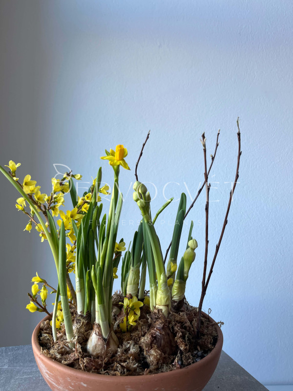 Боул нарциссов #4 в глиняной чаше