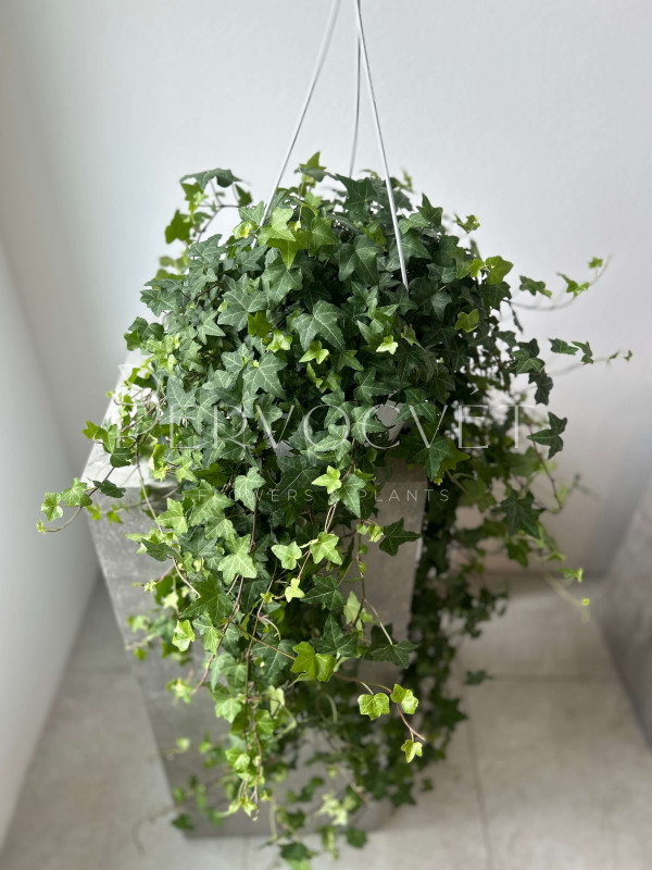 Хедера Зеленолистная 100 см