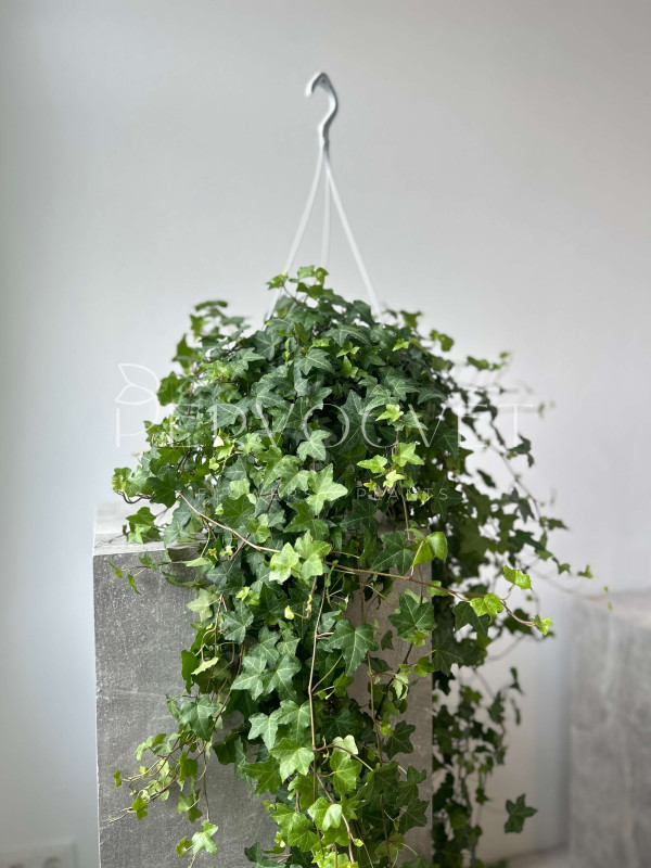 Хедера Зеленолистная 100 см