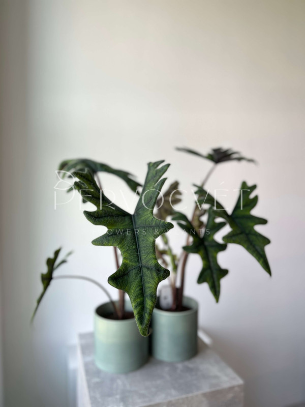 Алоказия Жаклин 70 см