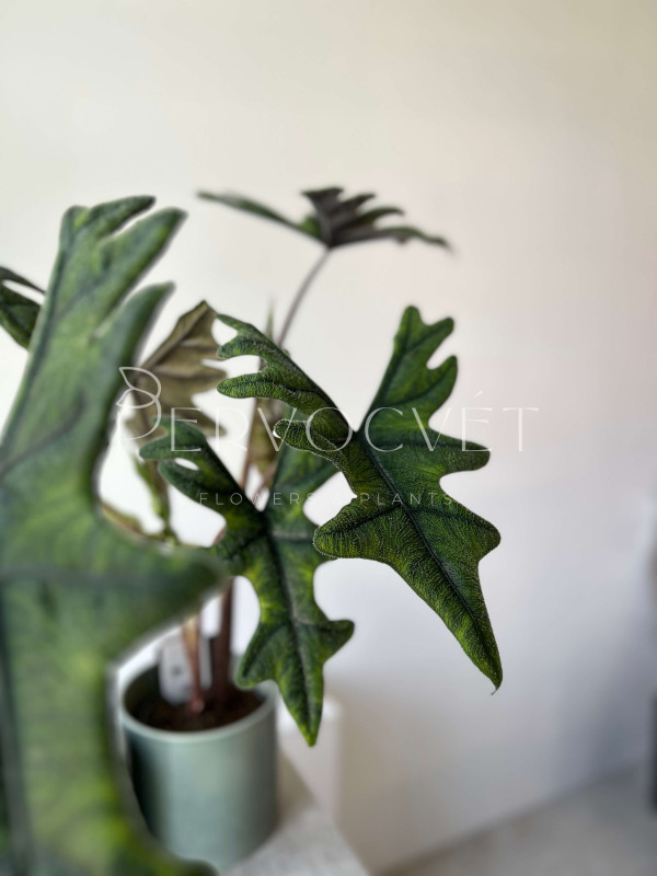 Алоказия Жаклин 70 см