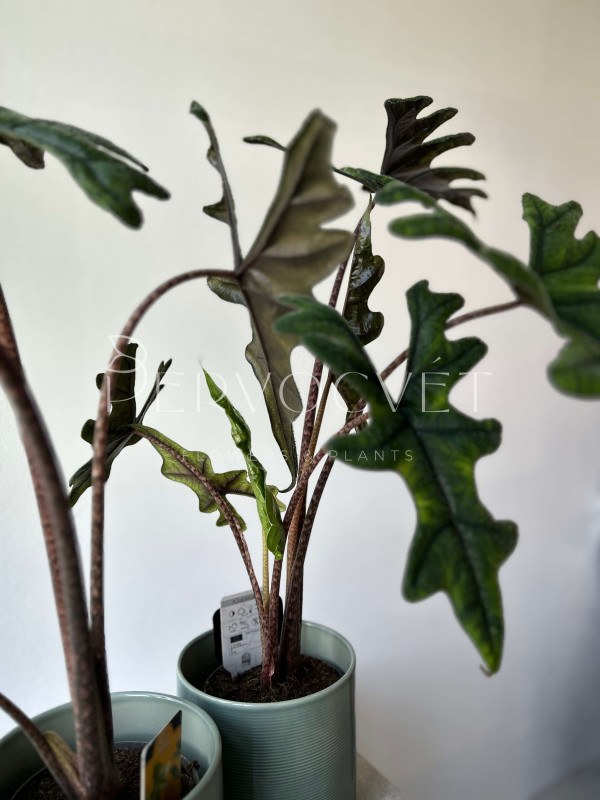 Алоказия Жаклин 70 см