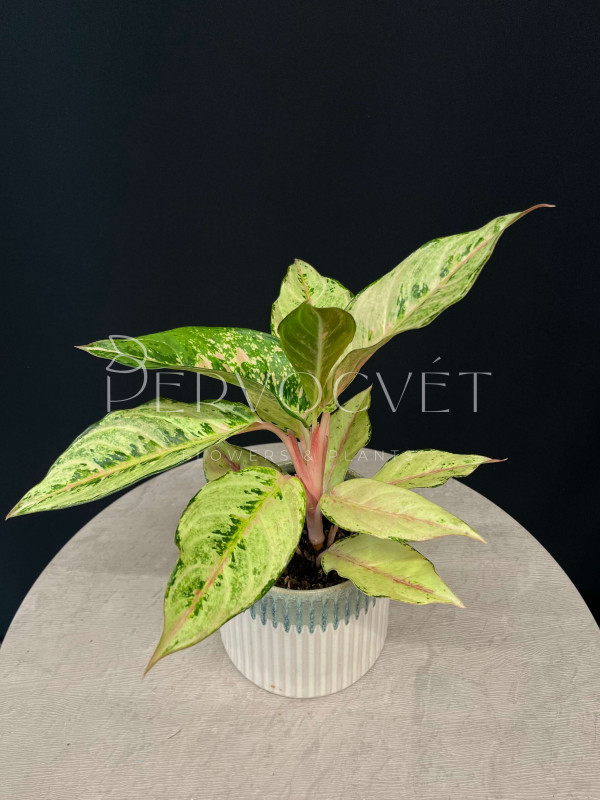 Аглаонема Шартрез Прити (Chartreuse Pretty) 40 см