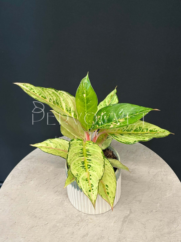 Аглаонема Шартрез Прити (Chartreuse Pretty) 40 см