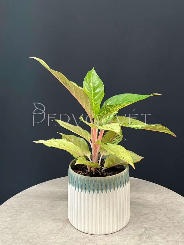 Аглаонема Шартрез Прити (Chartreuse Pretty) 40 см