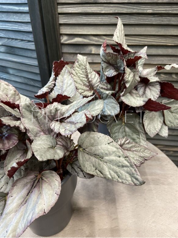 Бегония Белиф Арктик Бриз 30 см