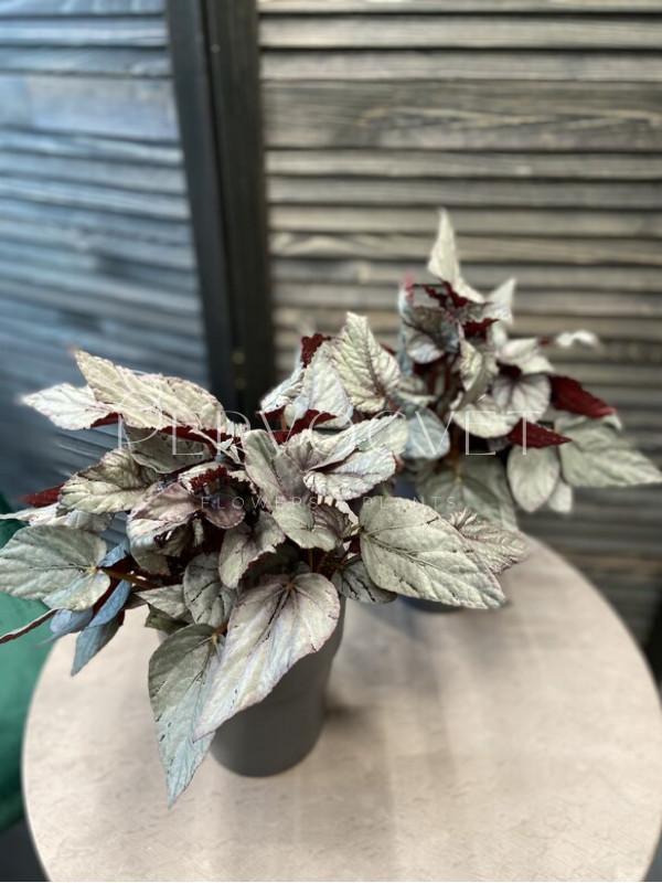 Бегония Белиф Арктик Бриз 30 см