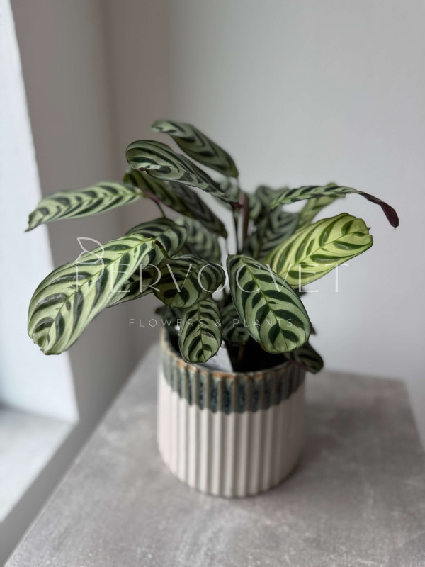 Ктенанта Бурле Маркси 30 см