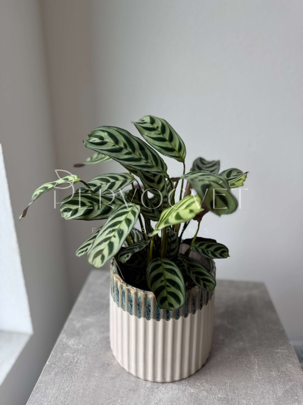 Ктенанта Бурле Маркси 30 см